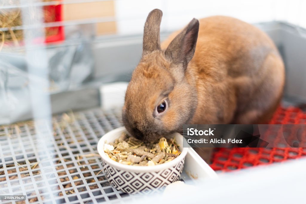istockphoto-2150439619-1024×1024