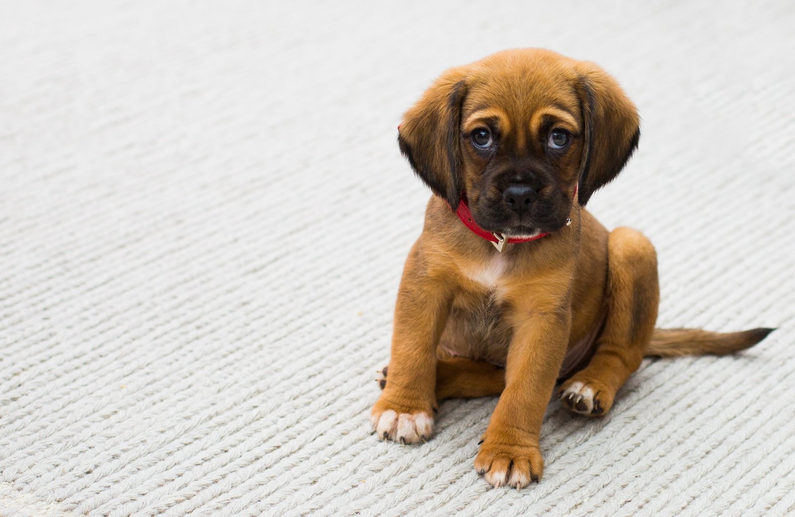 pexels-pet-1284307