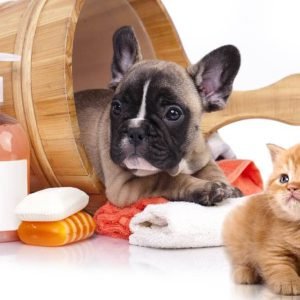 puppy-and-kitten-posing-with-pet-care-products