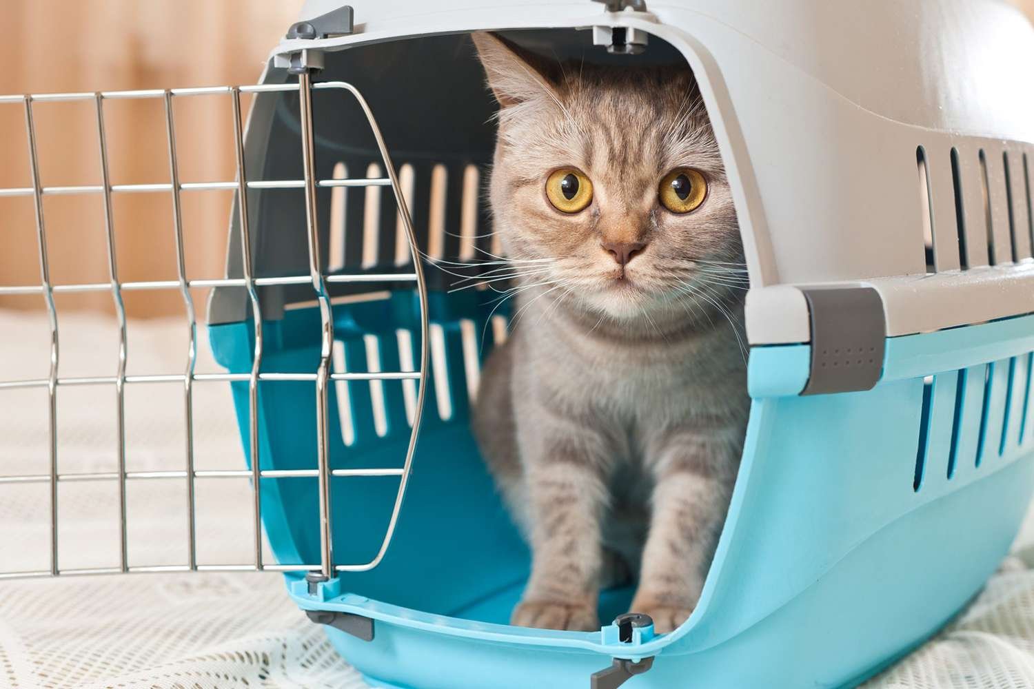 supplies-to-get-before-you-adopt-a-cat-105027327-2000-816931e35fd0444a80af4a82f049abb1